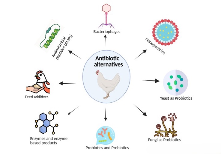 Emerging antibiotics alternatives