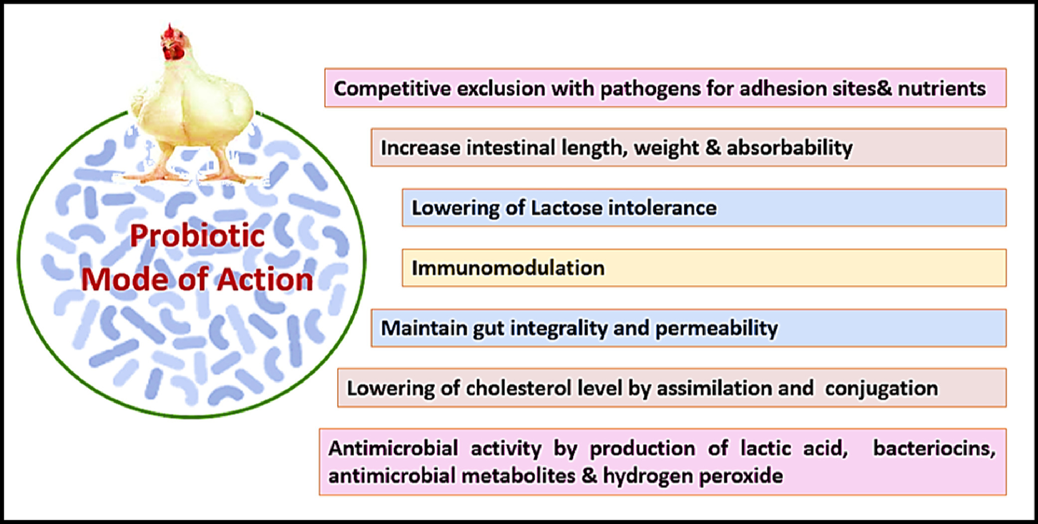 Probiotics mode of action