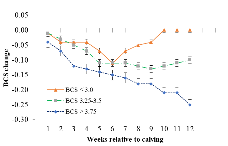 Average weekly BCS change in buffaloes during the first 12 weeks post-calving.